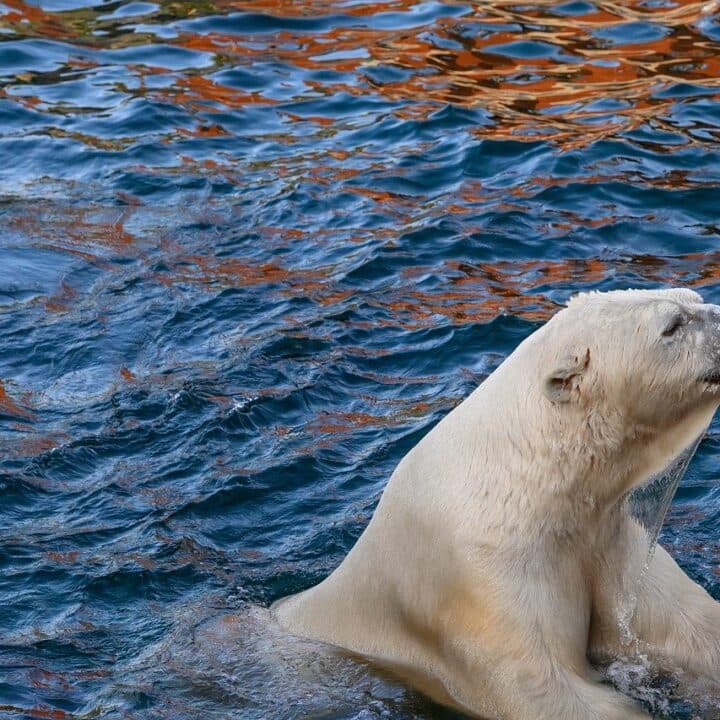 Isbjörn som klänger sig fast vid vattenkant