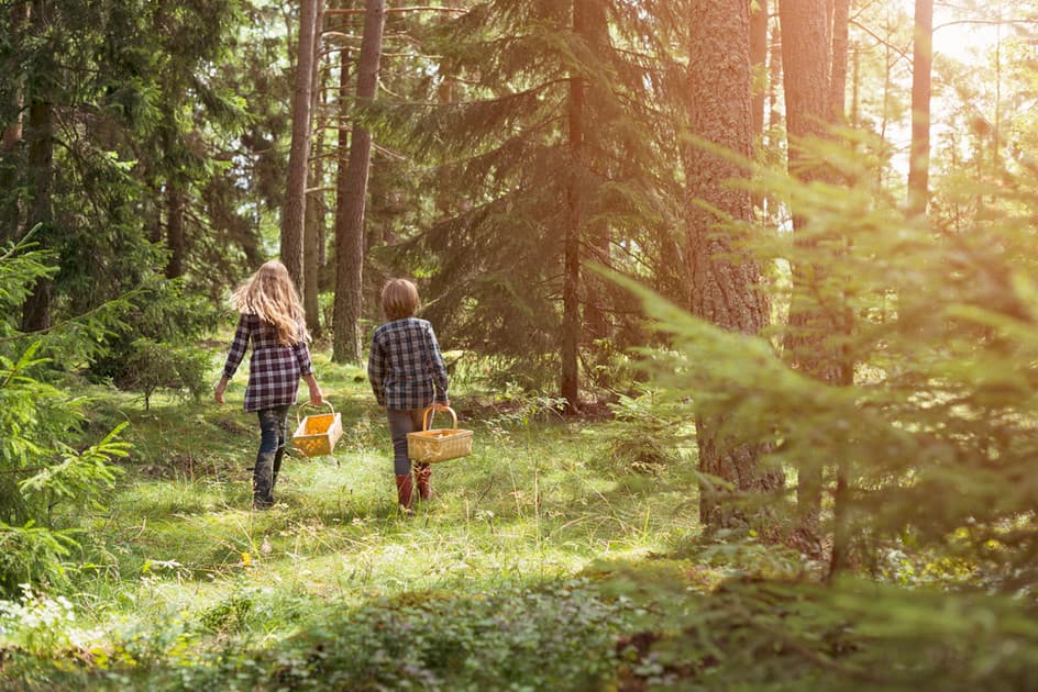 Barn med svampkorgar i skogen