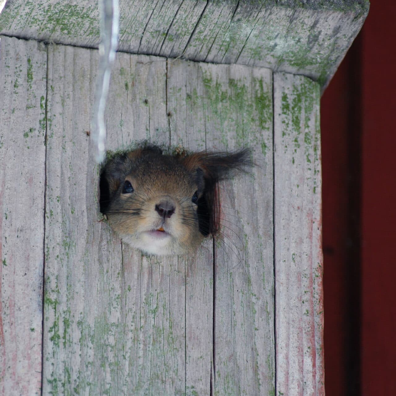 Ekorre tittar ut ur holk