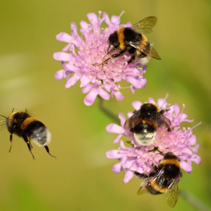 humlor runt blommor