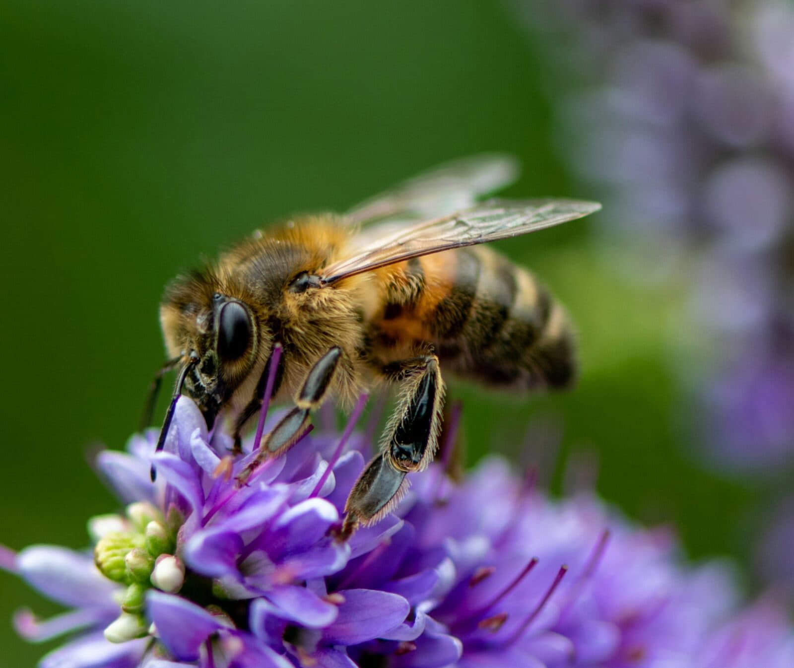 Ett bi på en blomma