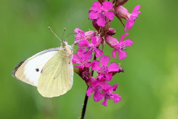 Blomma med fjäril