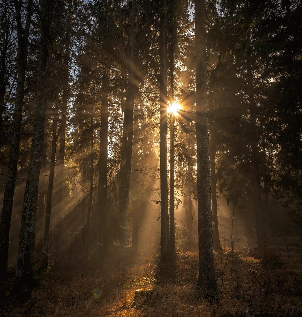 Solljus som silas genom trädstammar