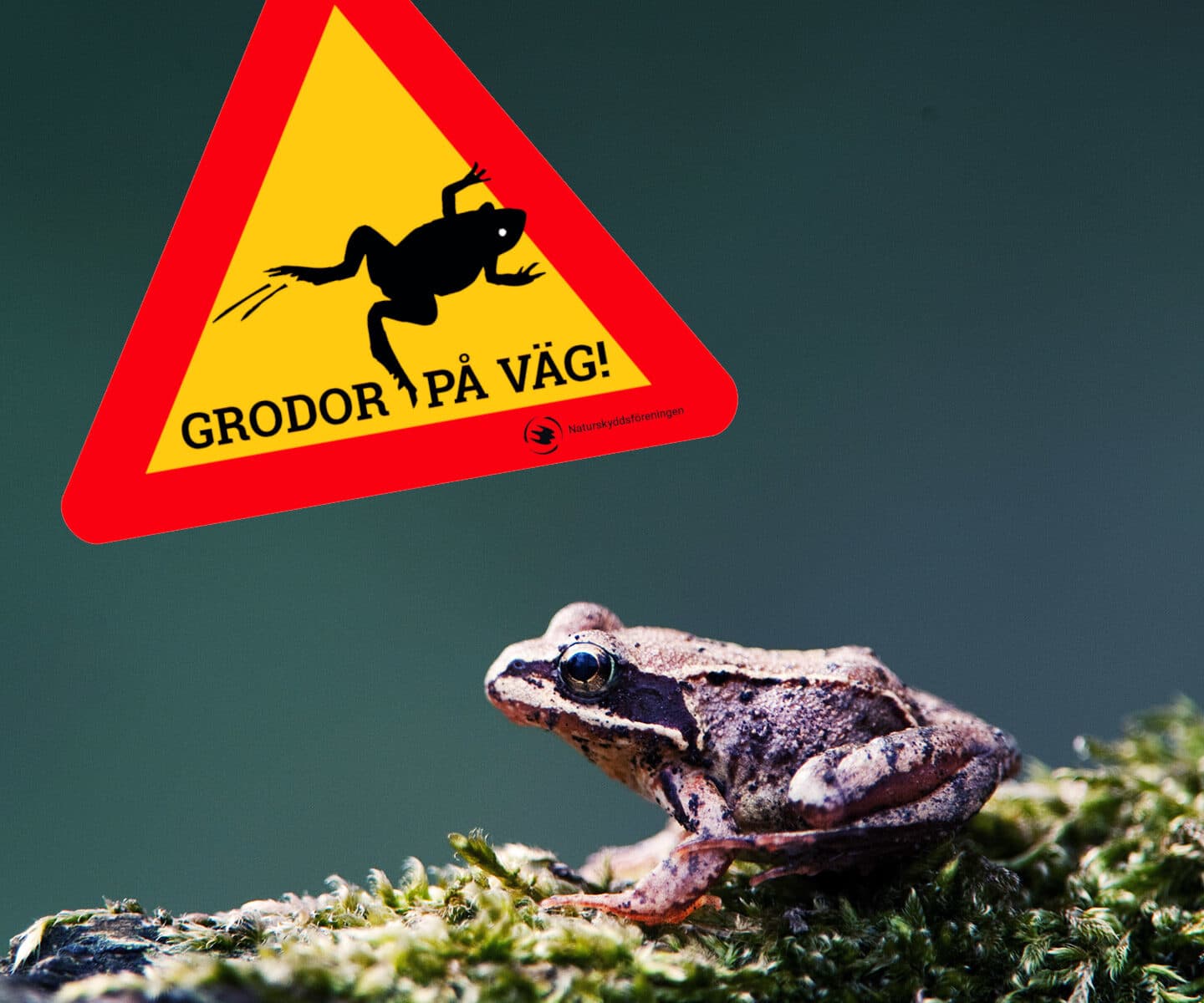 Bilden visar en varningsskylt med en symbol som föreställer en groda och texten "GRODOR PÅ ...