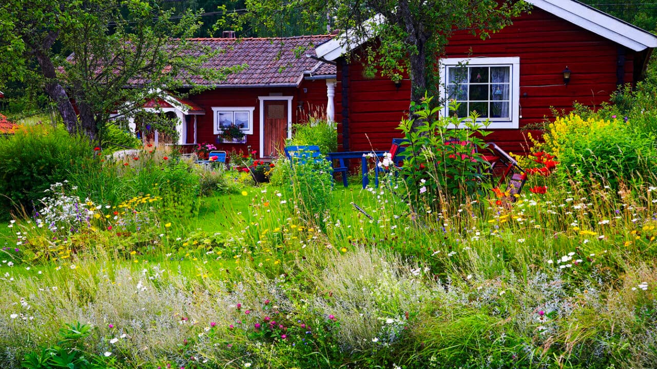 Bilden visar en trädgård framför ett rött trähus med vita knutar. Trädgården är frodig och fylld med ...