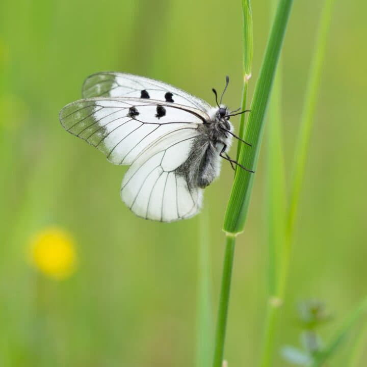 Fjäril på grässtrå