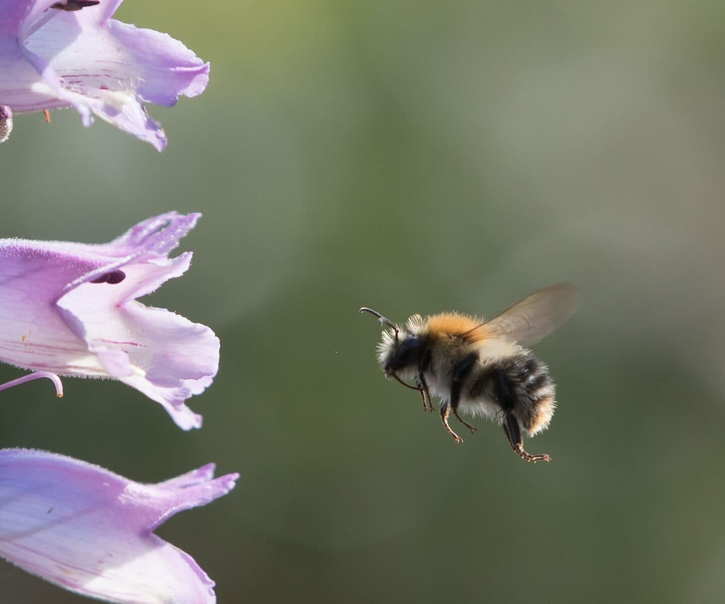 En humla som flyger mot en blomma.