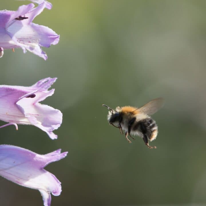 En humla som flyger mot en blomma.