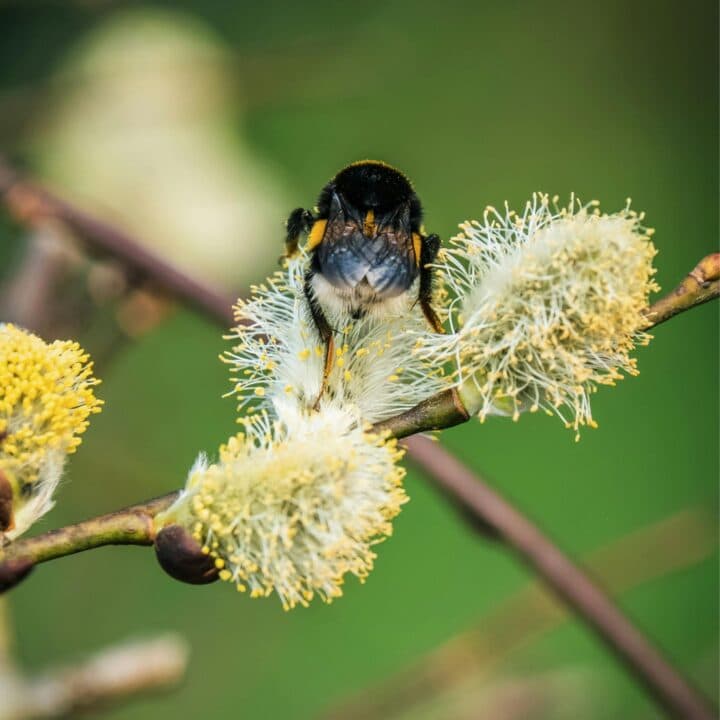 En humla sitter på en sälgblomma.