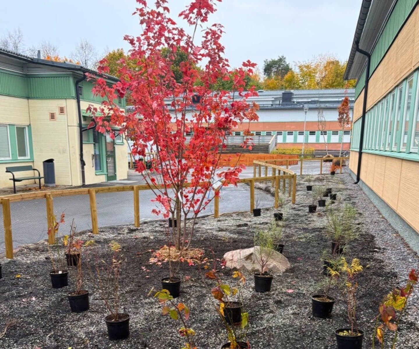 Bild från Elinsborgskolan i Tensta. Ett ensamt träd, på jord med nysatta plantor runt.