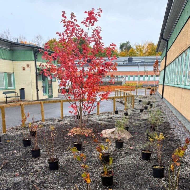 Bild från Elinsborgskolan i Tensta. Ett ensamt träd, på jord med nysatta plantor runt.