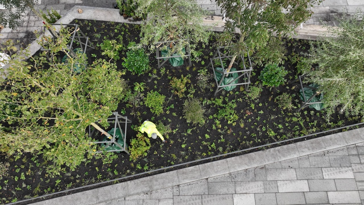 Träd, buskar och småplantor blandade på en odlingsyta.