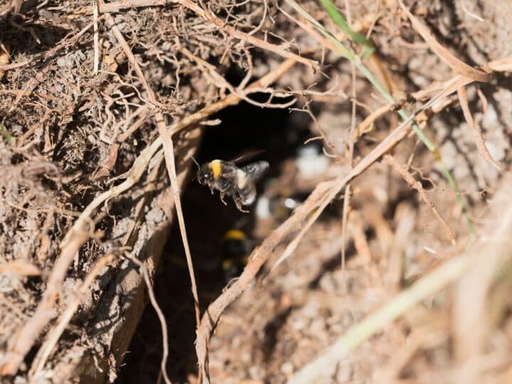 En humla flyger ner i ett hål i jorden.