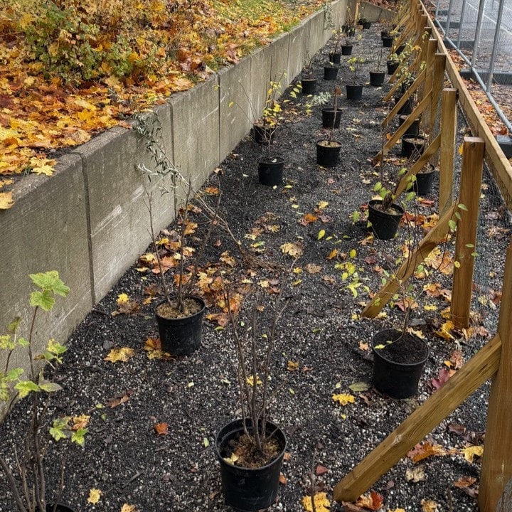 Plantorna står redo på översta lagret av småsten, kompost, biokol och pimpsten.