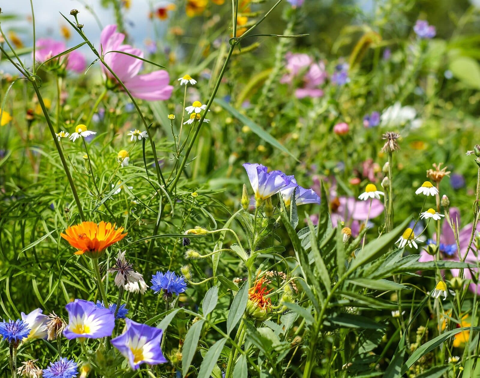 Blomsteräng