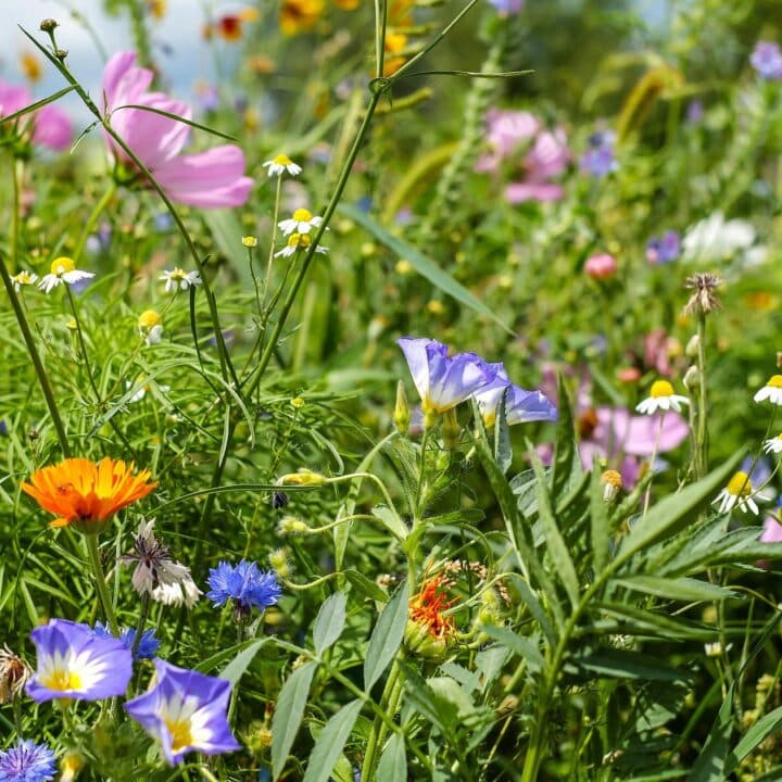 Blomsteräng