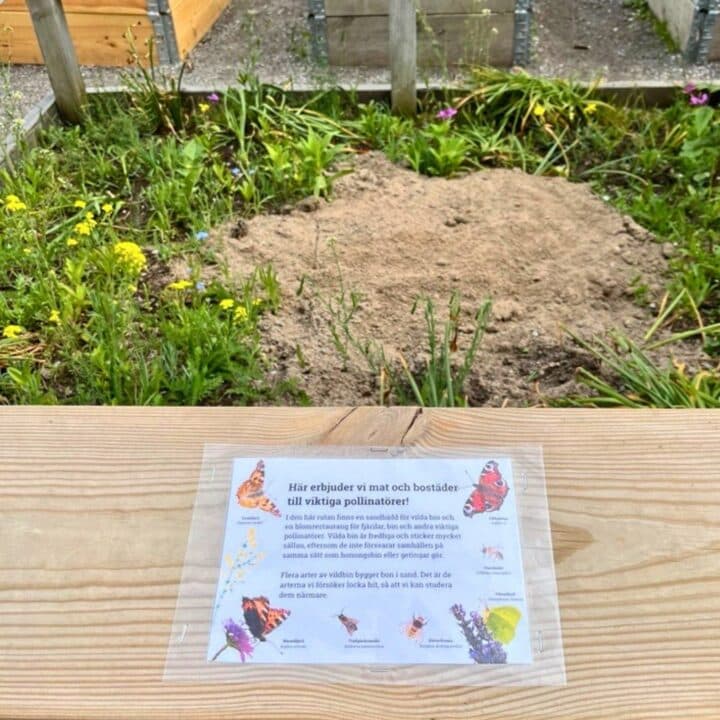Sandbädd med skylt om vilda pollinatörer.