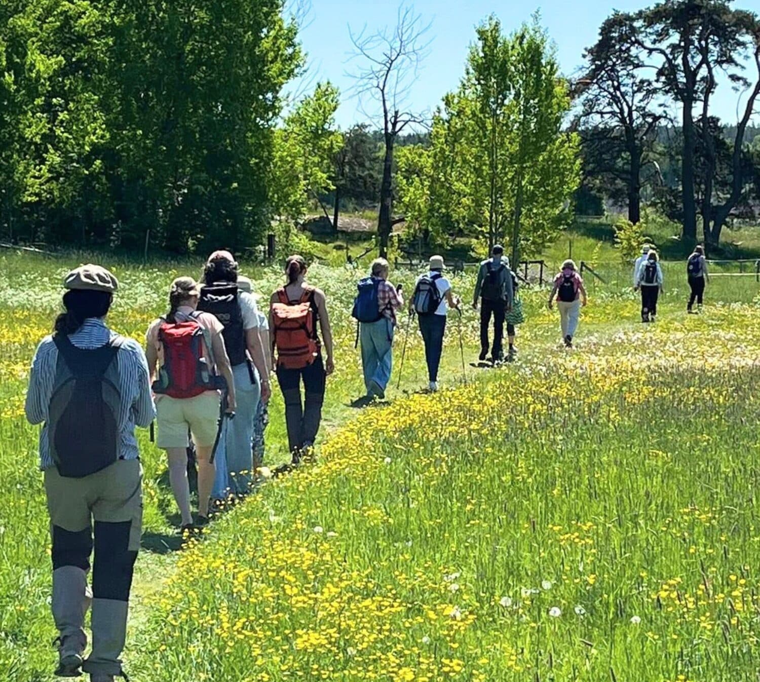 En grupp går på rad på en liten stig på en blommande äng.