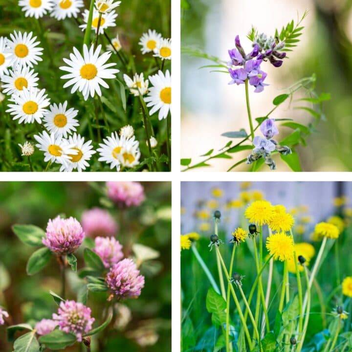 Vilda blommor. Foto: Lena Granefelt